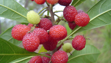 ягоды плоды ветка скачать