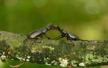 Картинка животные насекомые дерево жуки макро жук-олень