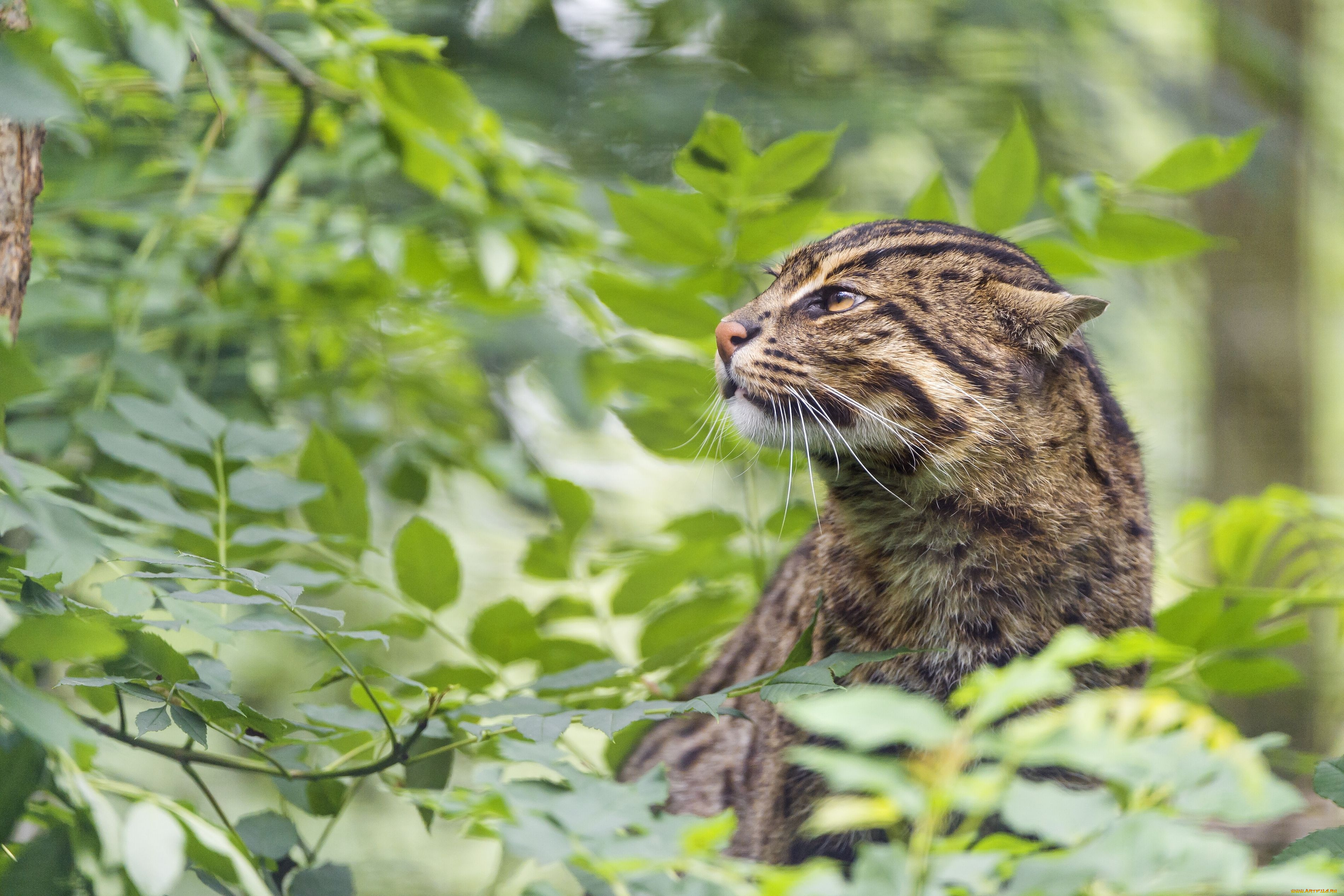 Дикий лесной кот. Prionailurus viverrinus. Лесной Камышеватый кот. Лесной кот рыболов. Дикий кот.