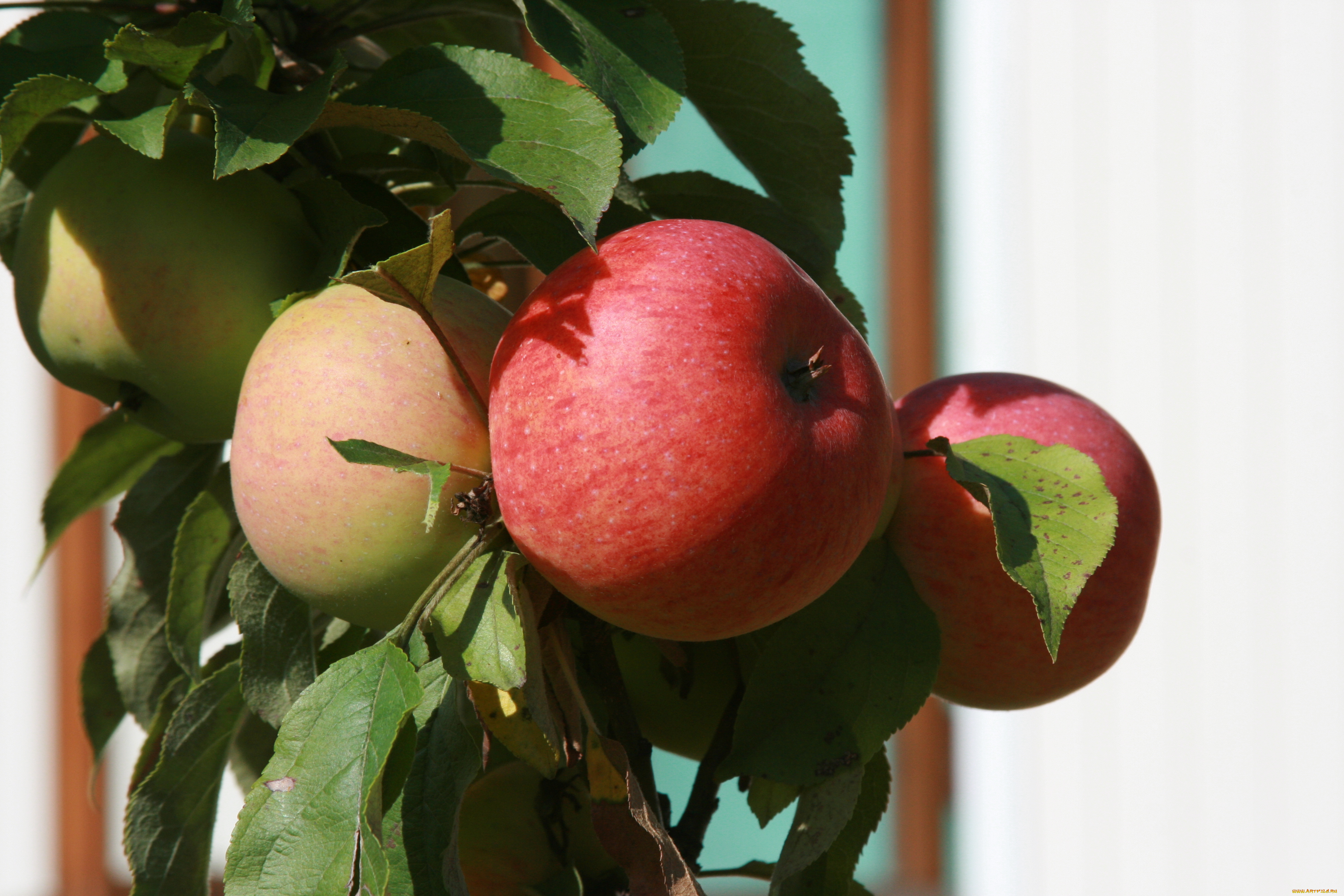 природа, плоды, растение, яблоки, яблоня, сад, ветка, фрукты