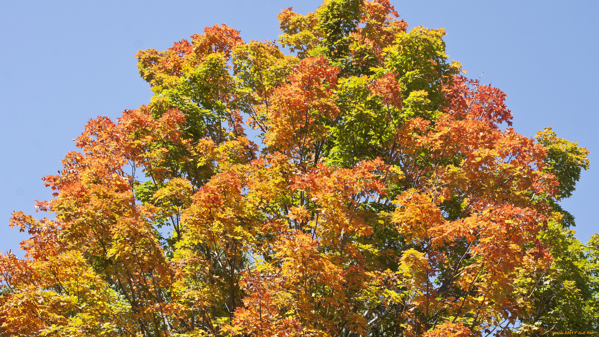 природа, деревья, жёлто-красное, осень, дерево, небо