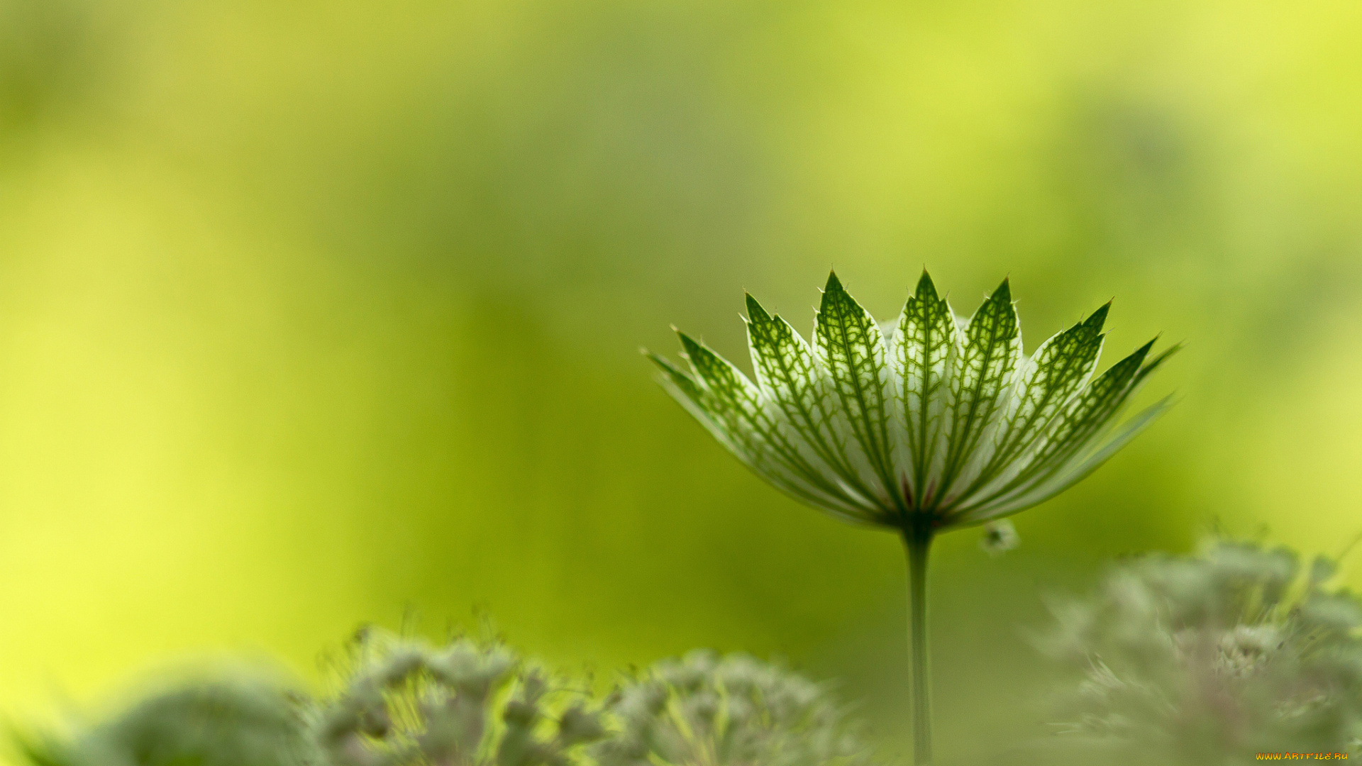 природа, макро, растение, зонтичное, astrantia, major