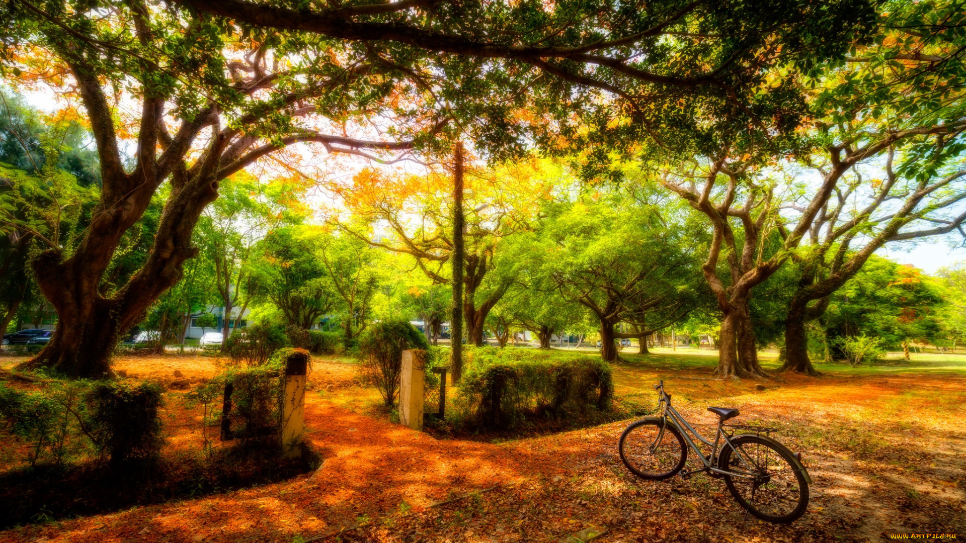 природа, парк, машины, велосипед, солнечно, деревья, солнце