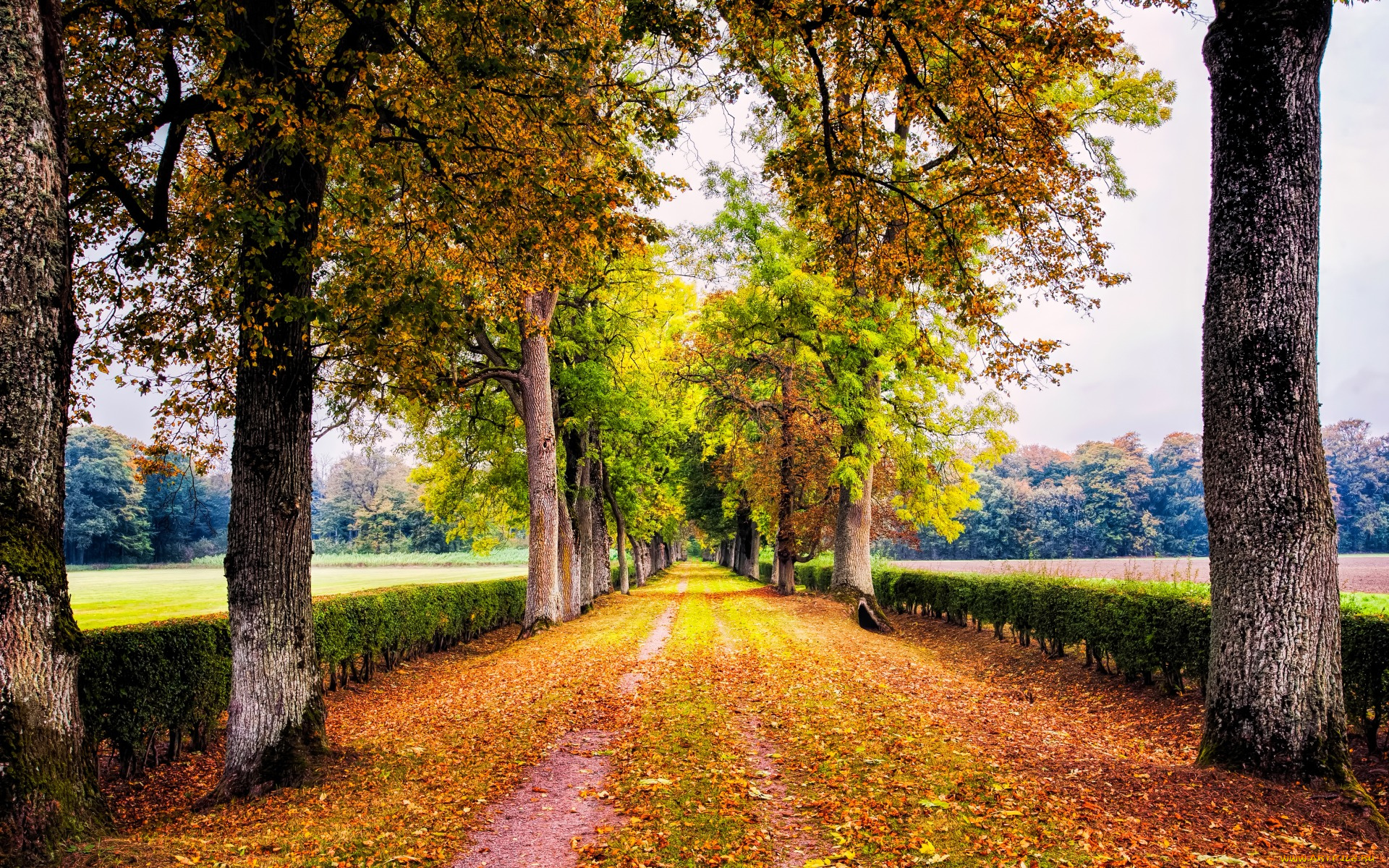 природа, дороги, дорога, деревья, кусты, аллея, листва, осень