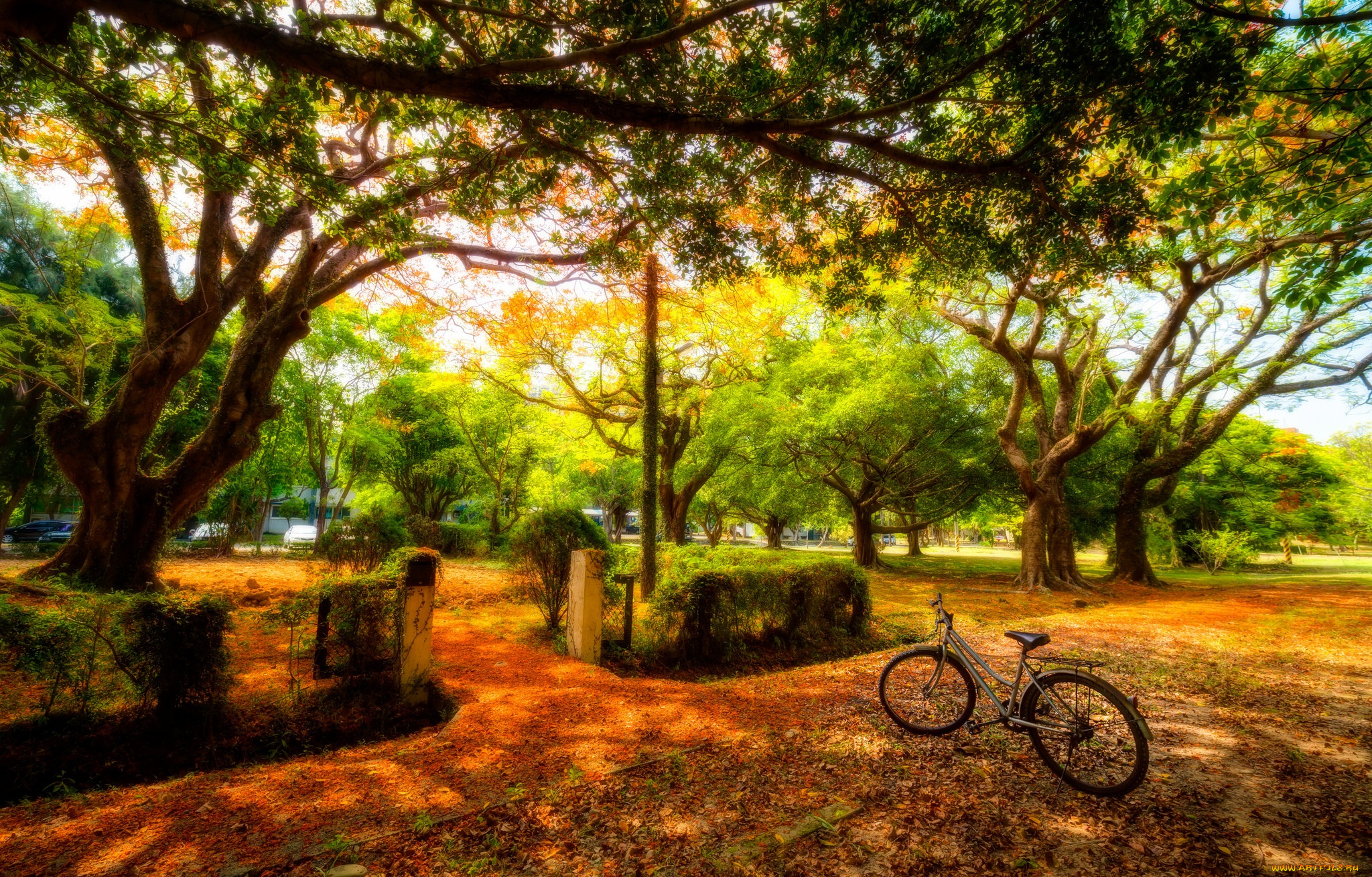 природа, парк, машины, велосипед, солнечно, деревья, солнце