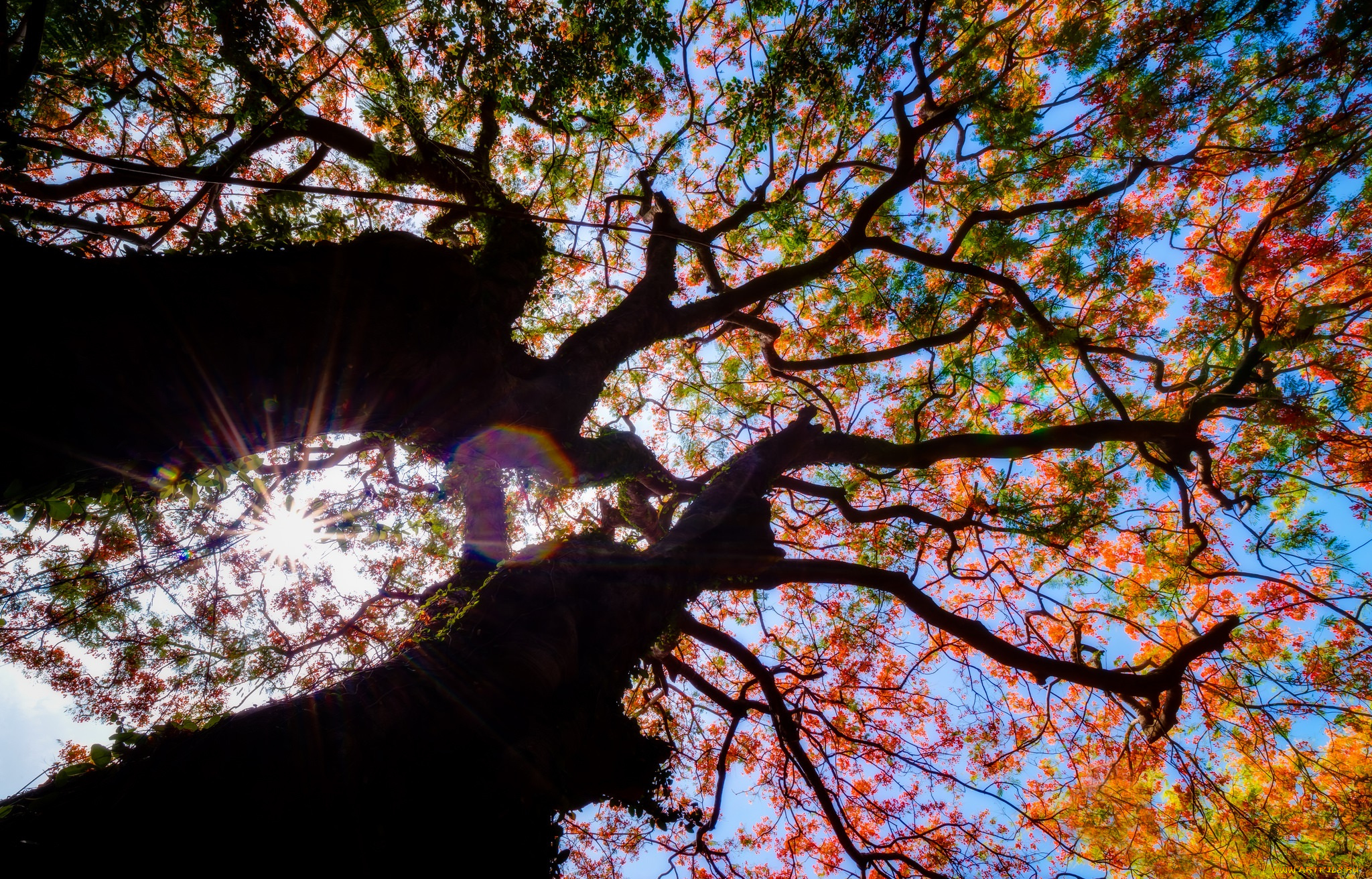 природа, деревья, дерево, солнце, ветки, небо, листья, осень
