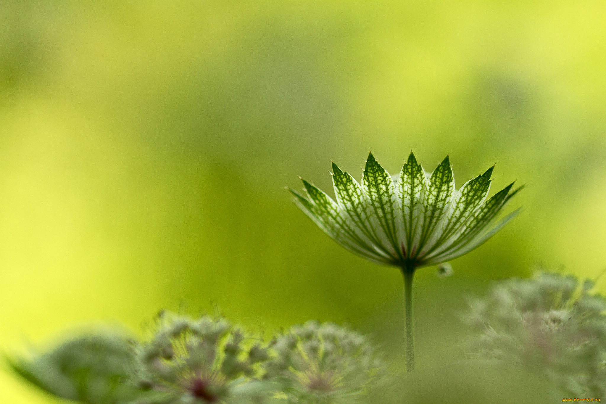 природа, макро, растение, зонтичное, astrantia, major