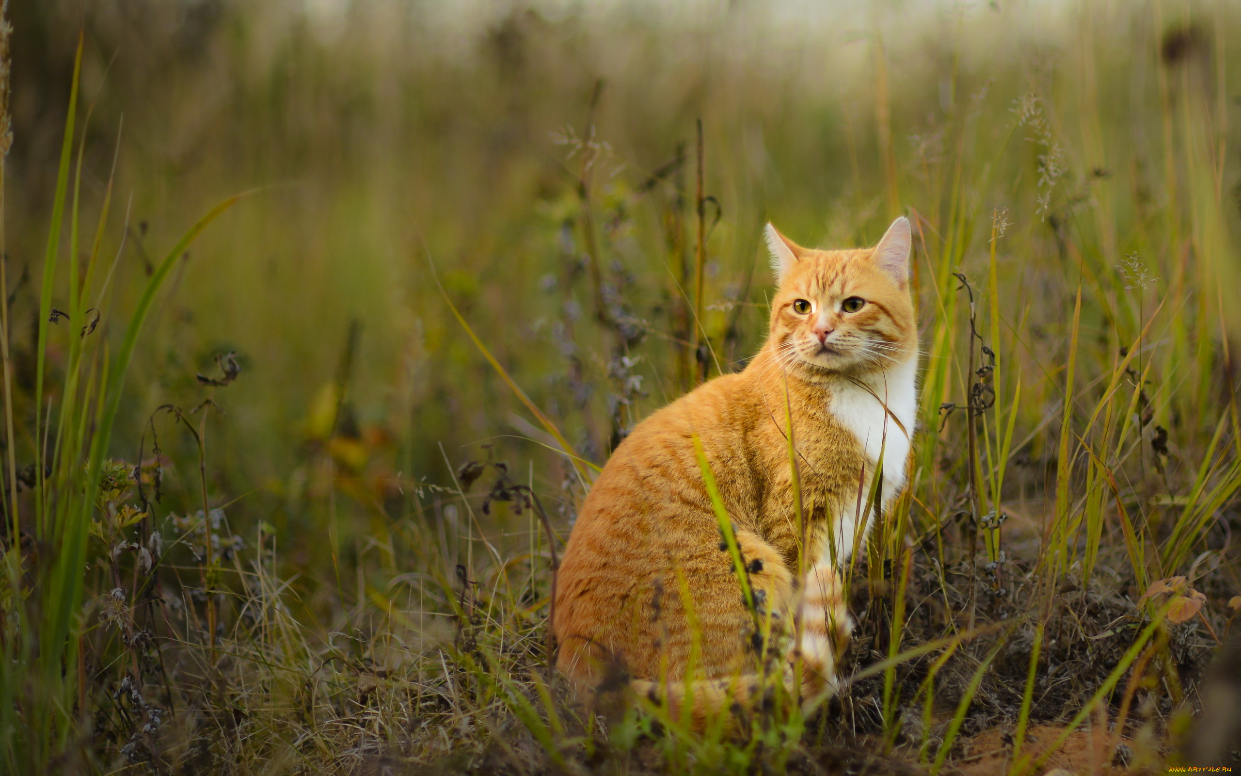 животные, коты, растения, трава, поле, фон, взгляд, кот