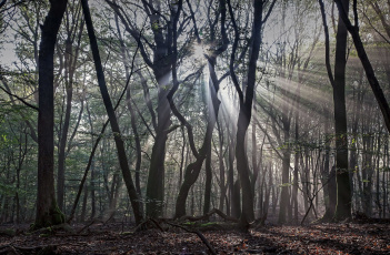 Картинка природа лес весна солнечные лучи свет тени
