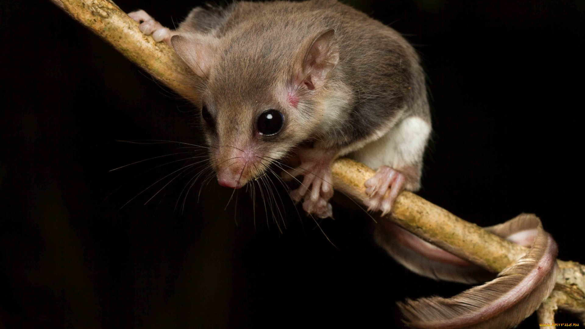 acrobates, frontalis, животные, крысы, , мыши, мышка