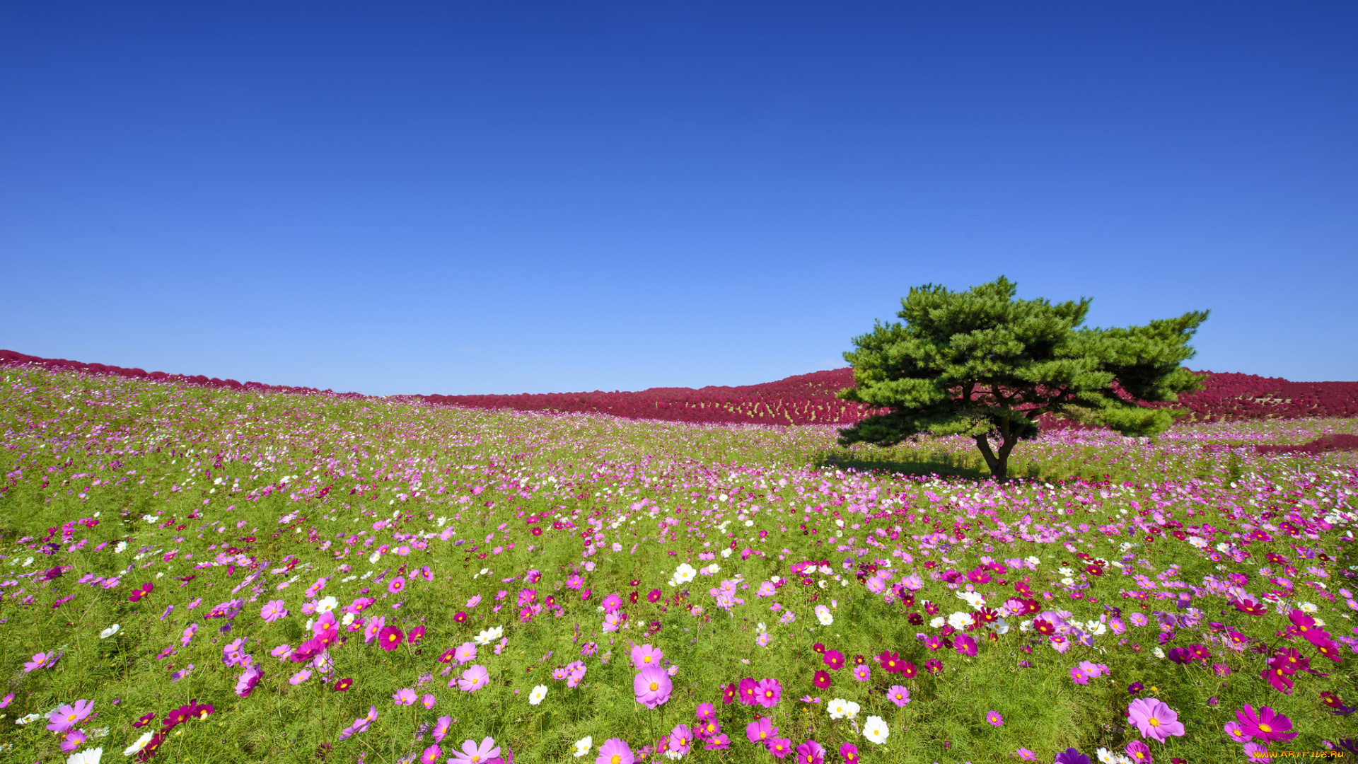 цветы, космея, hitachi, seaside, park, hitachinaka, japan, приморский, парк, хитачи, хитатинака, Япония, дерево, луг