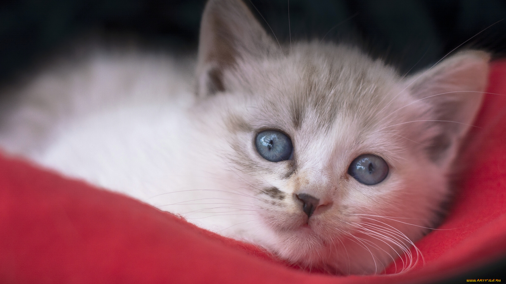 животные, коты, котёнок, мордочка, голубые, глаза, взгляд