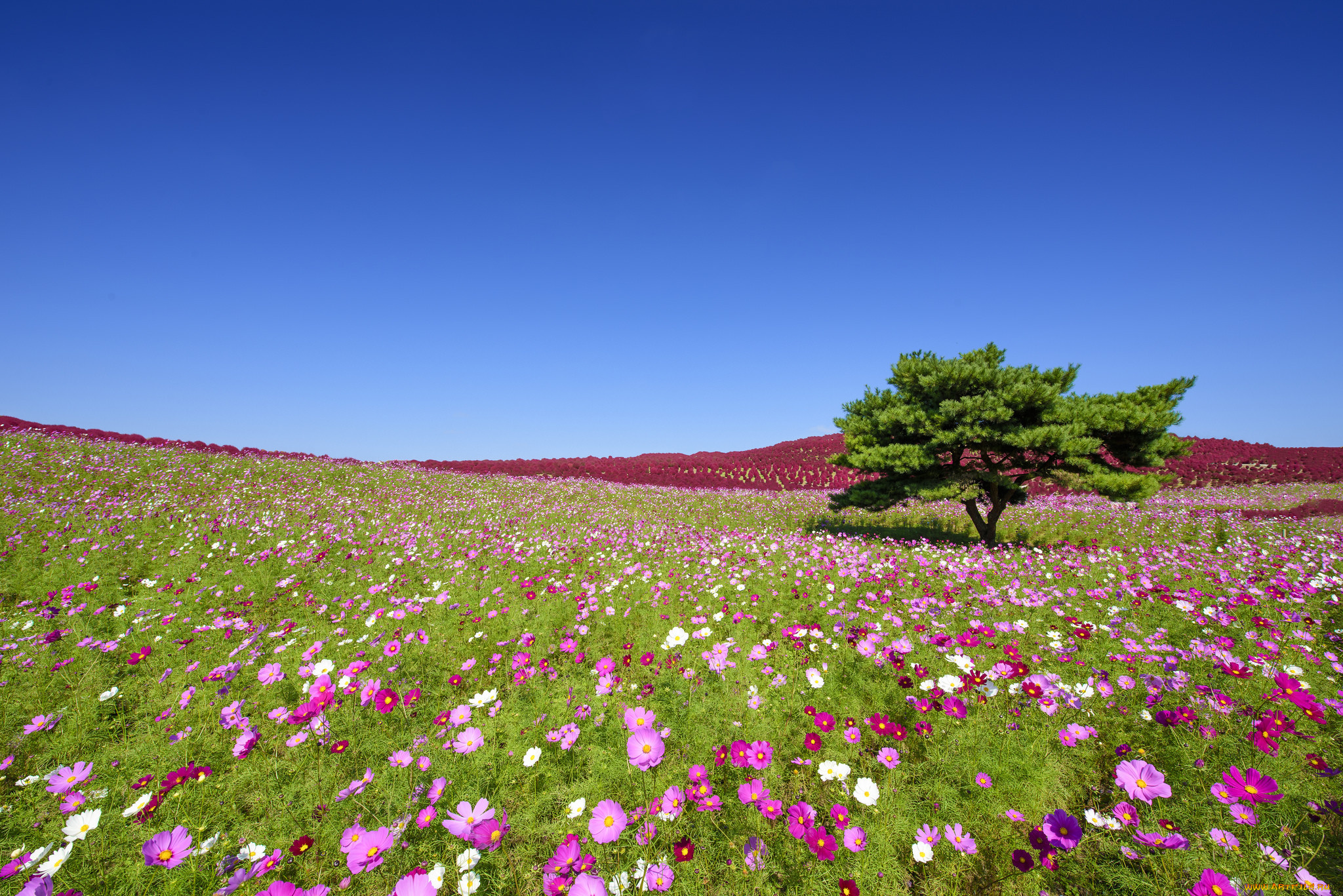 цветы, космея, hitachi, seaside, park, hitachinaka, japan, приморский, парк, хитачи, хитатинака, Япония, дерево, луг