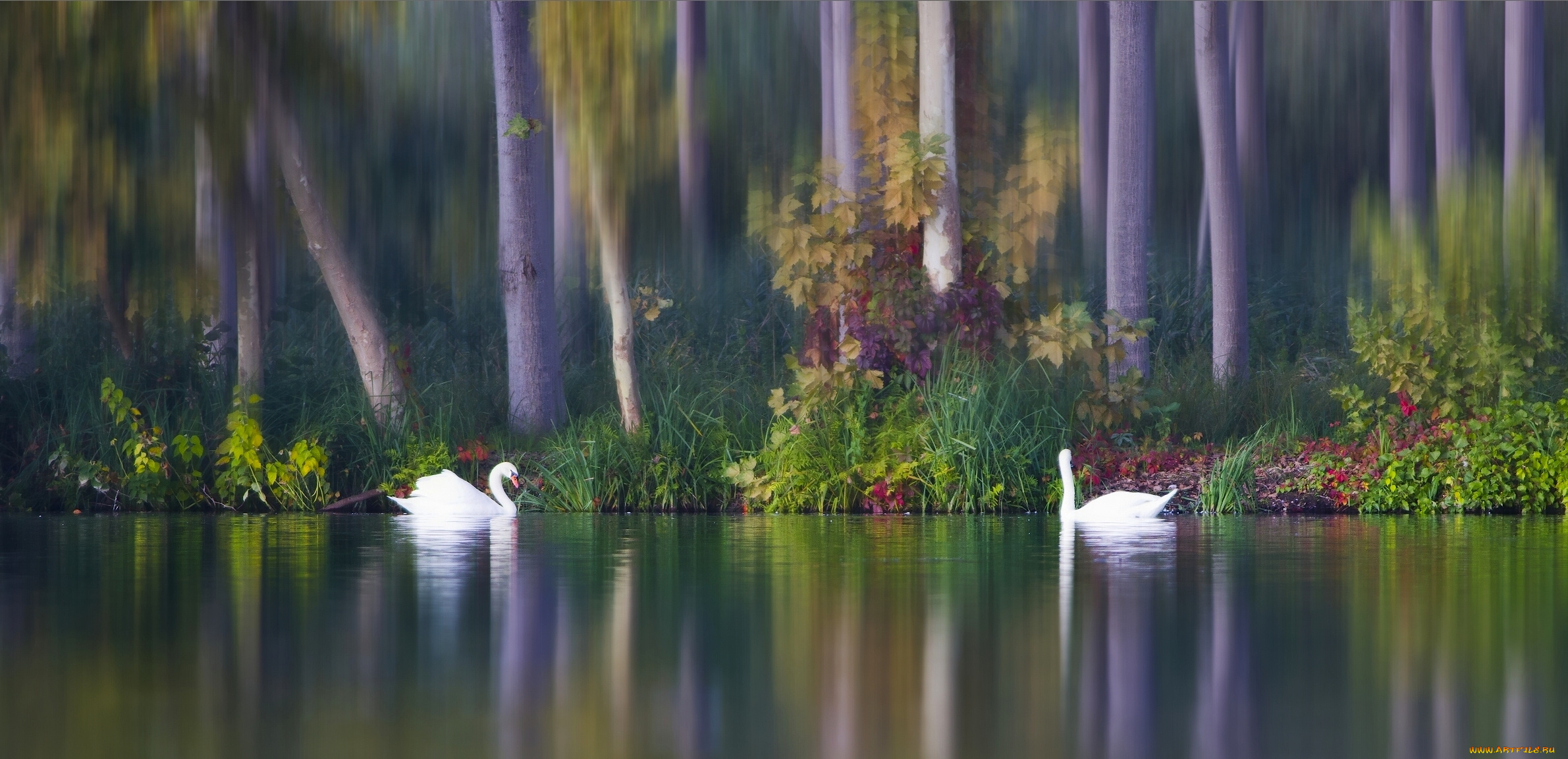 Лебеди озеро лес скачать