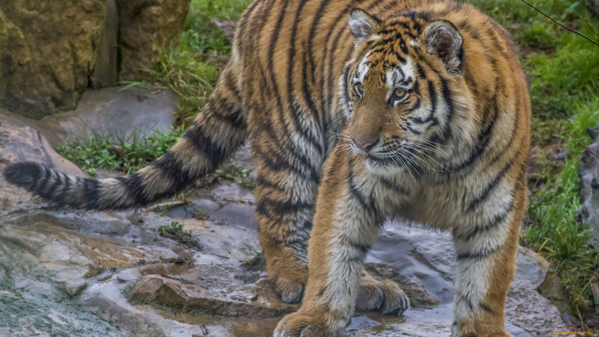 amur, tiger, животные, тигры, хищник