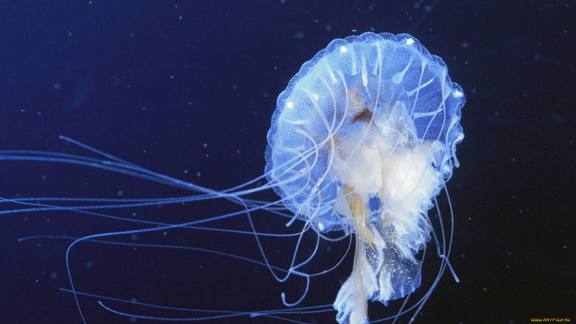 животные, медузы, щупальца, море, медуза