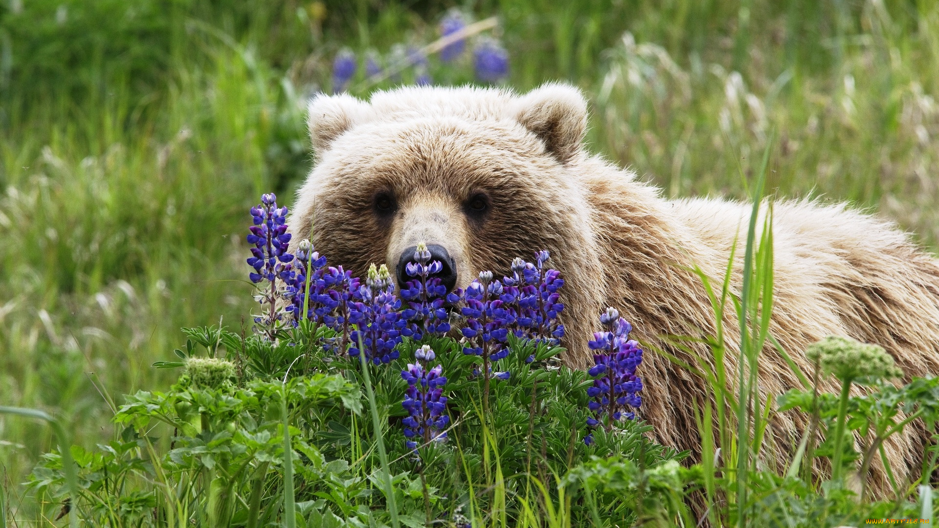 животные, медведи, цветы, трава, бурый, медведь