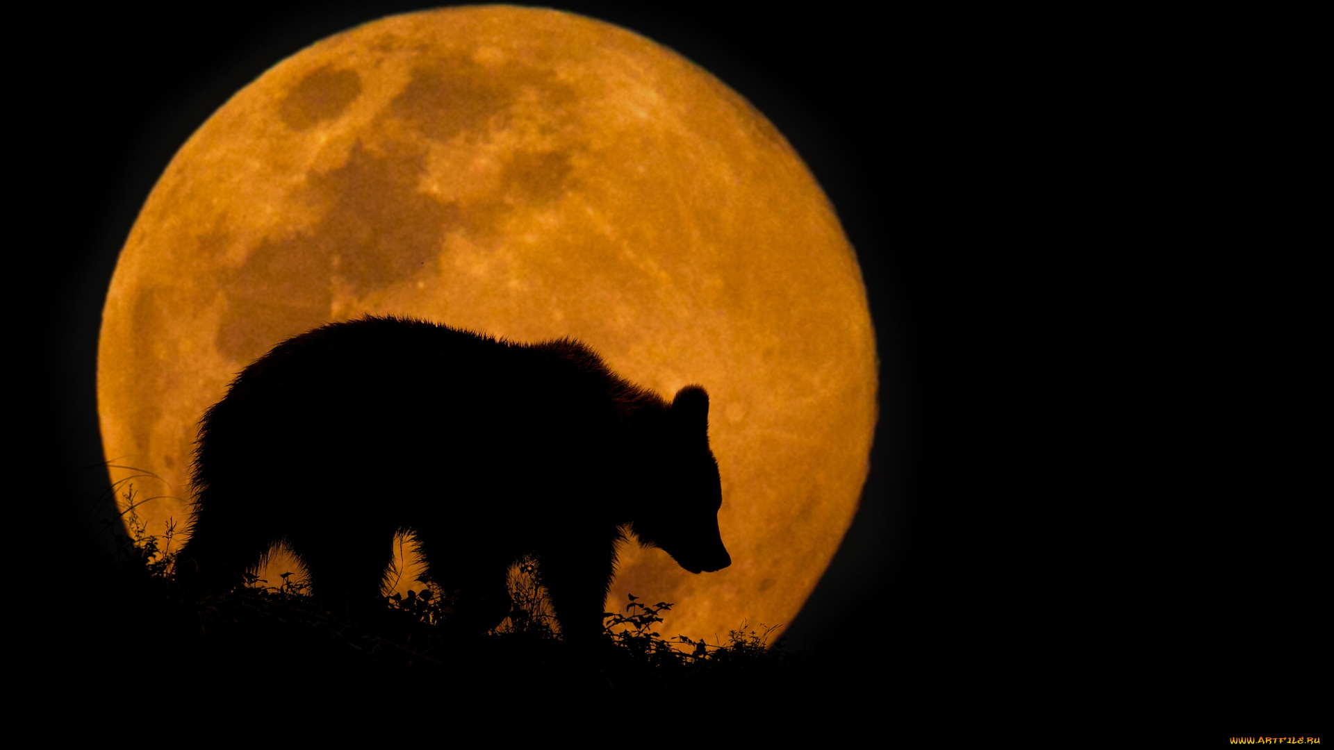 животные, медведи, силуэт, ночь, медведь, луна