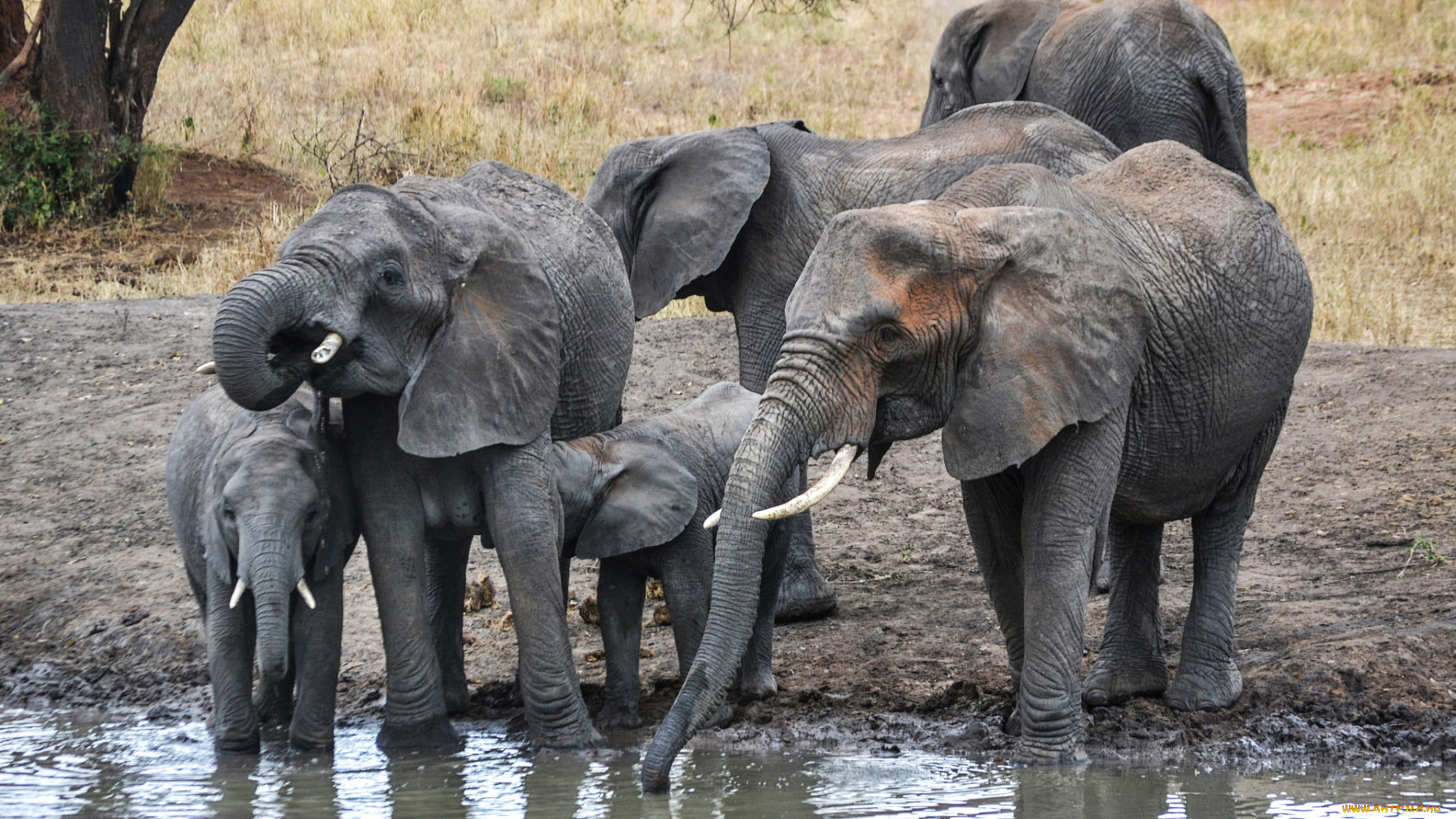 животные, слоны, слон
