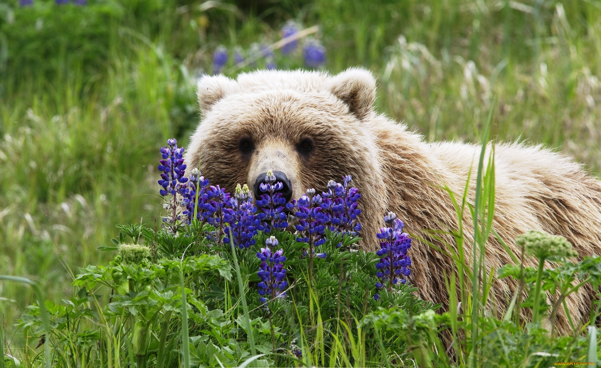 животные, медведи, цветы, трава, бурый, медведь