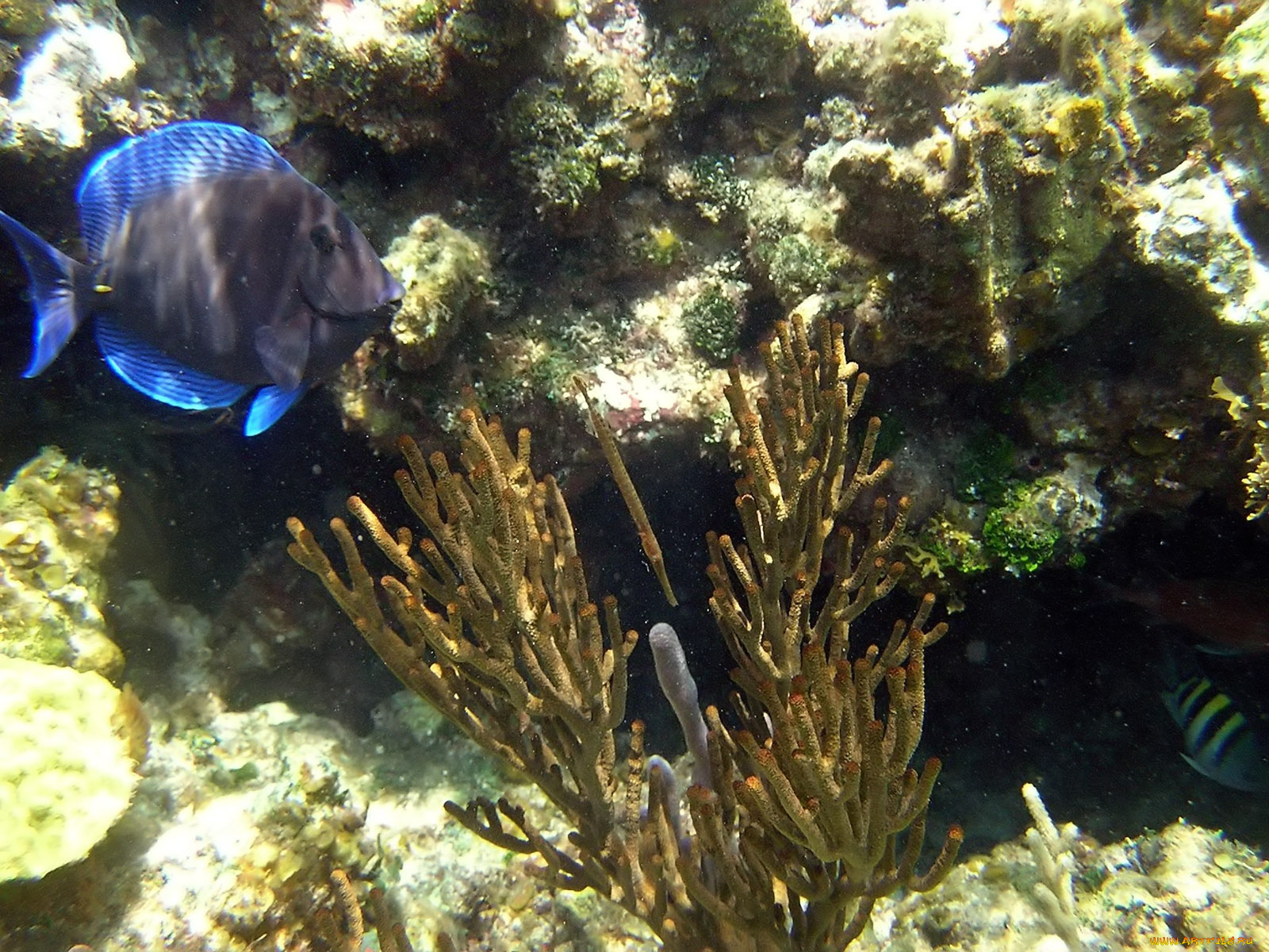 blue, tang, on, johnnys, cay, reef, животные, рыбы