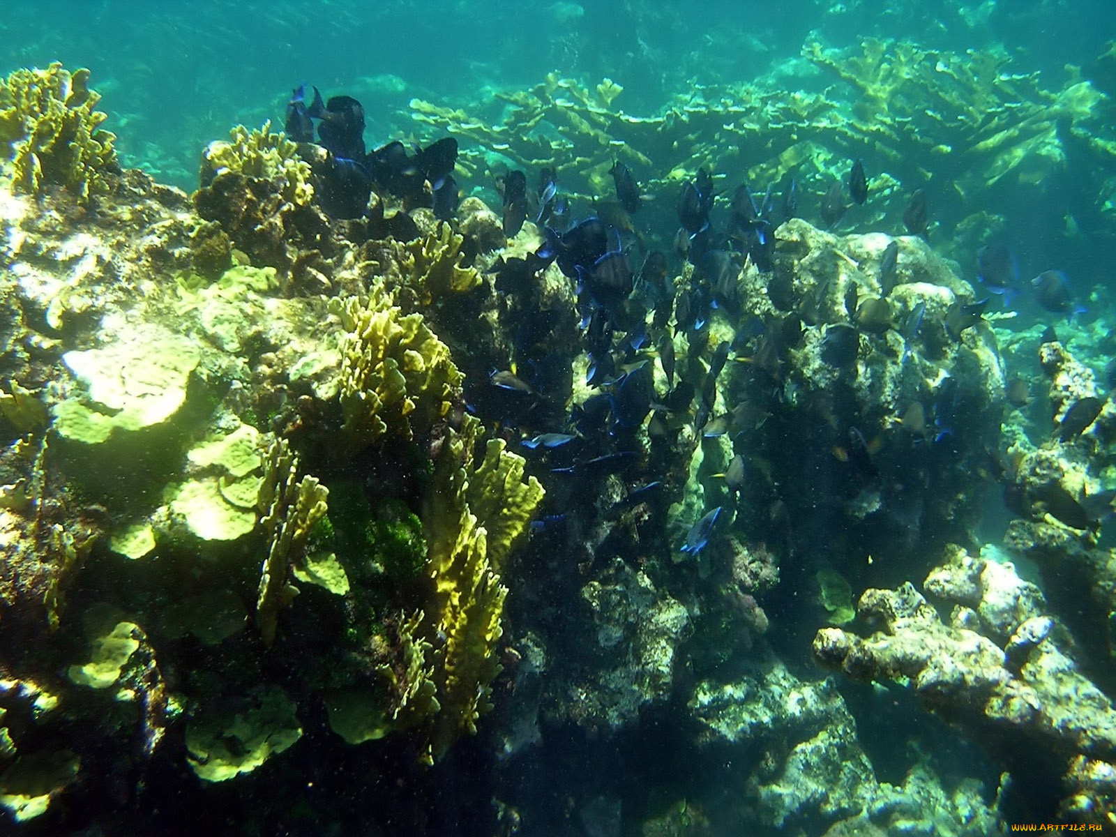 blue, tangs, on, sandy, cay, reef, животные, рыбы