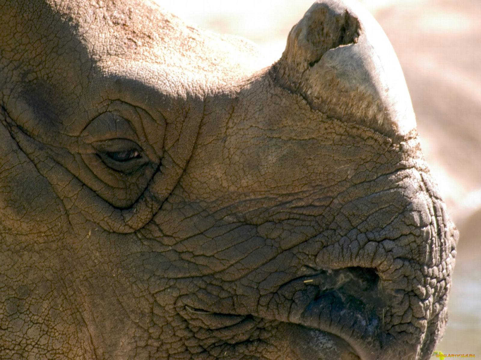 cincinnati, zoo, 31, животные, носороги