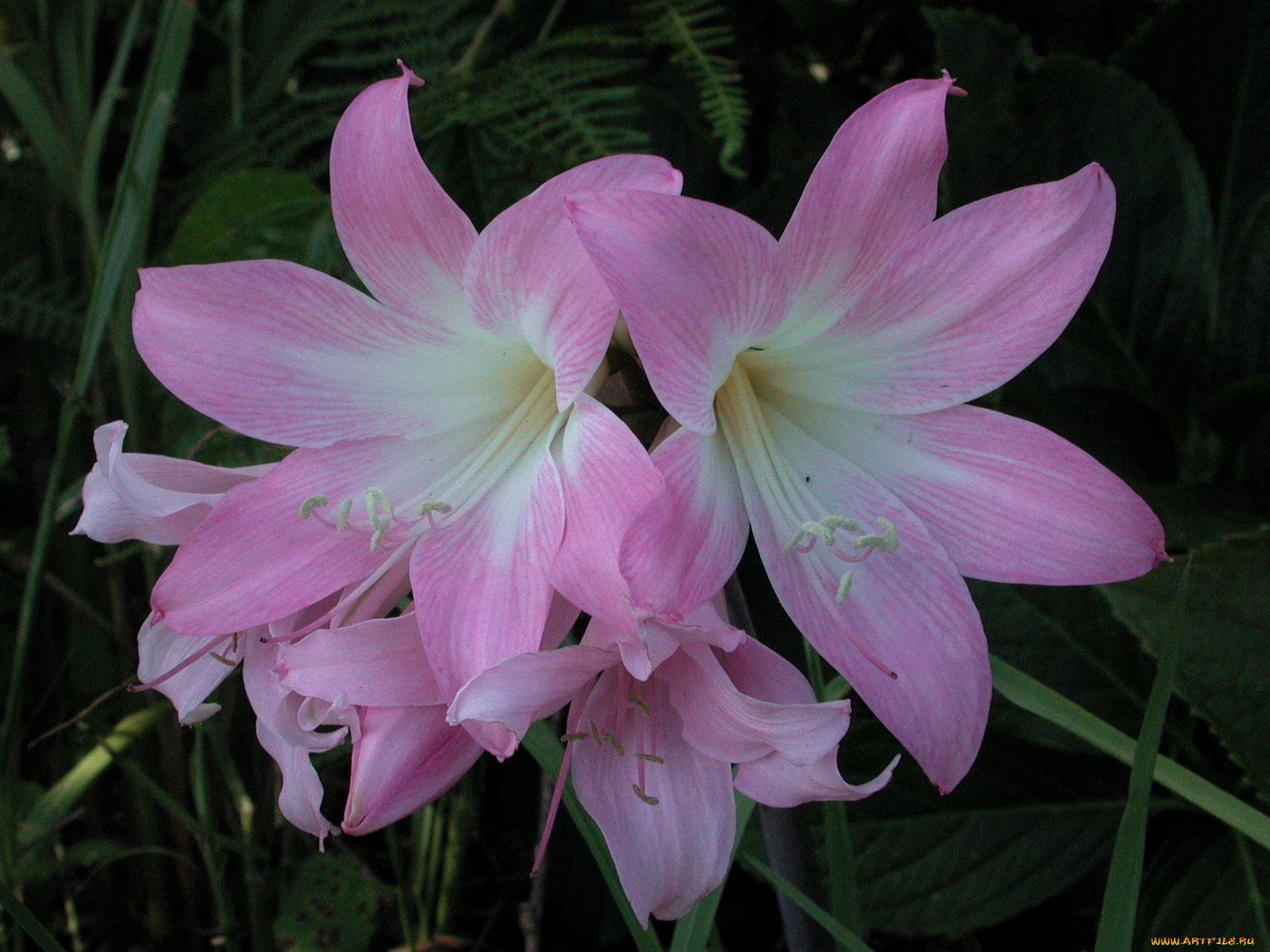амариллис, цветы, амариллисы, гиппеаструмы, нежный, розовый