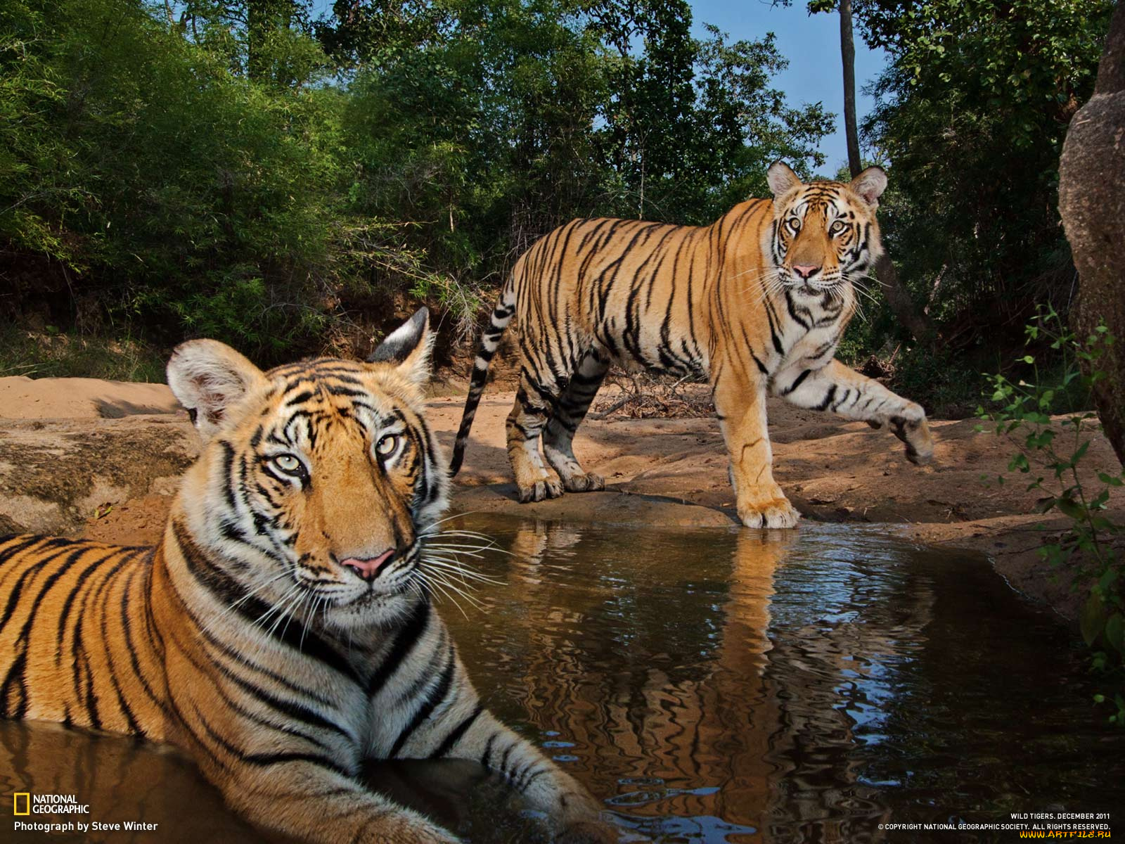 животные, тигры, природа