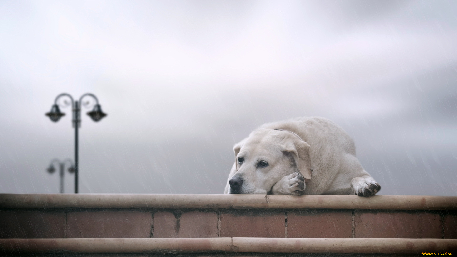 животные, собаки, дождь, грусть