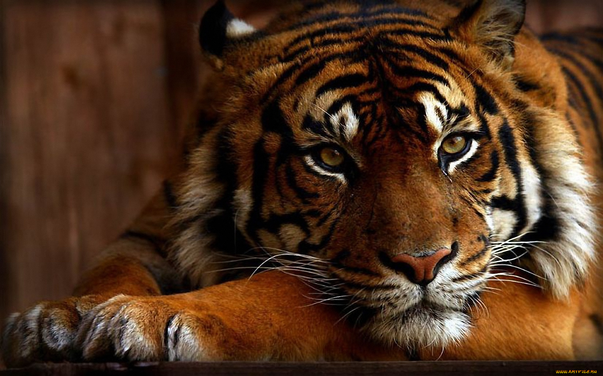 животные, тигры, взгляд, морда, кошка, красавец