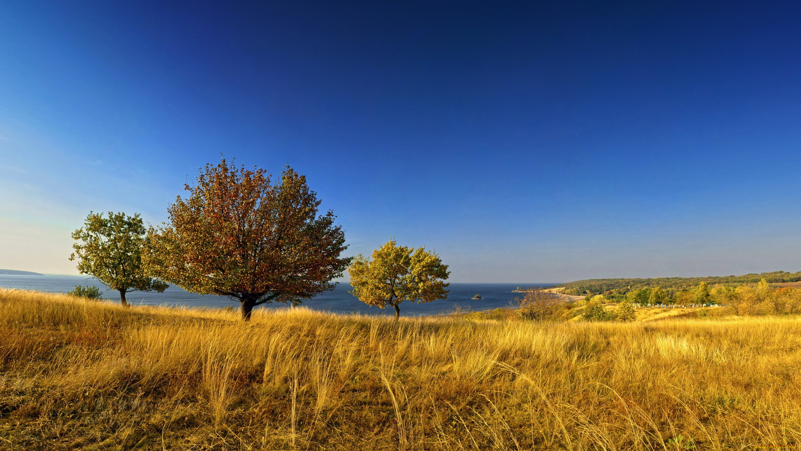 природа, побережье, деревья, море