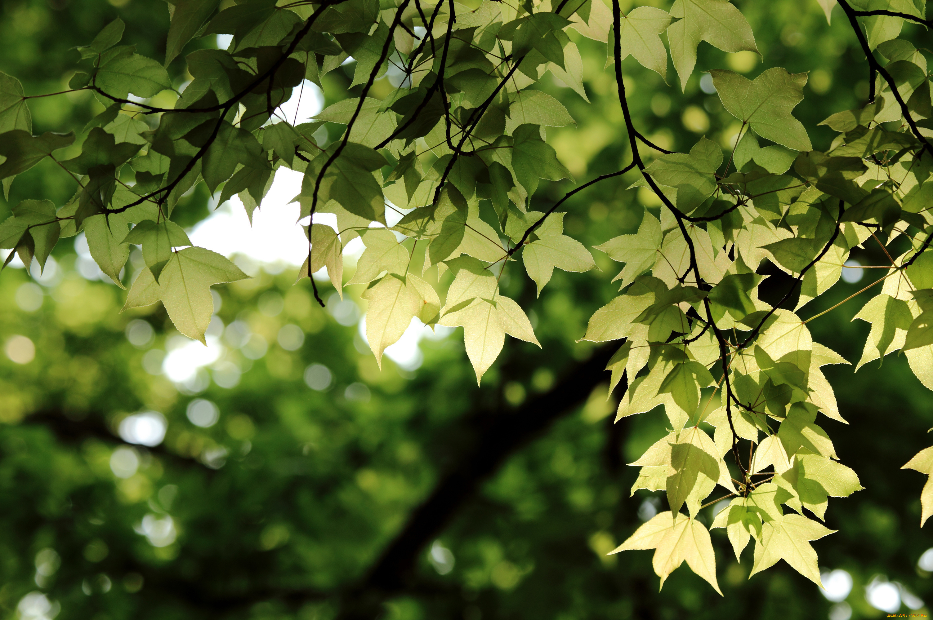 природа ветка листья nature branch leaves скачать
