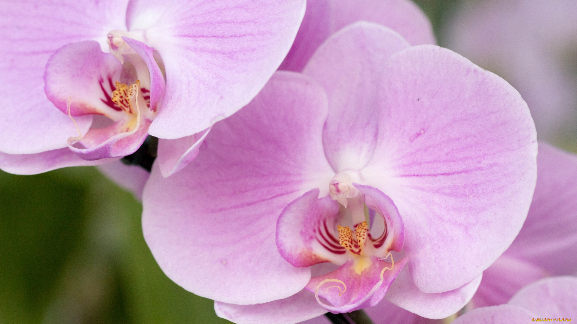 цветы, орхидеи, макро, бледно-розовый
