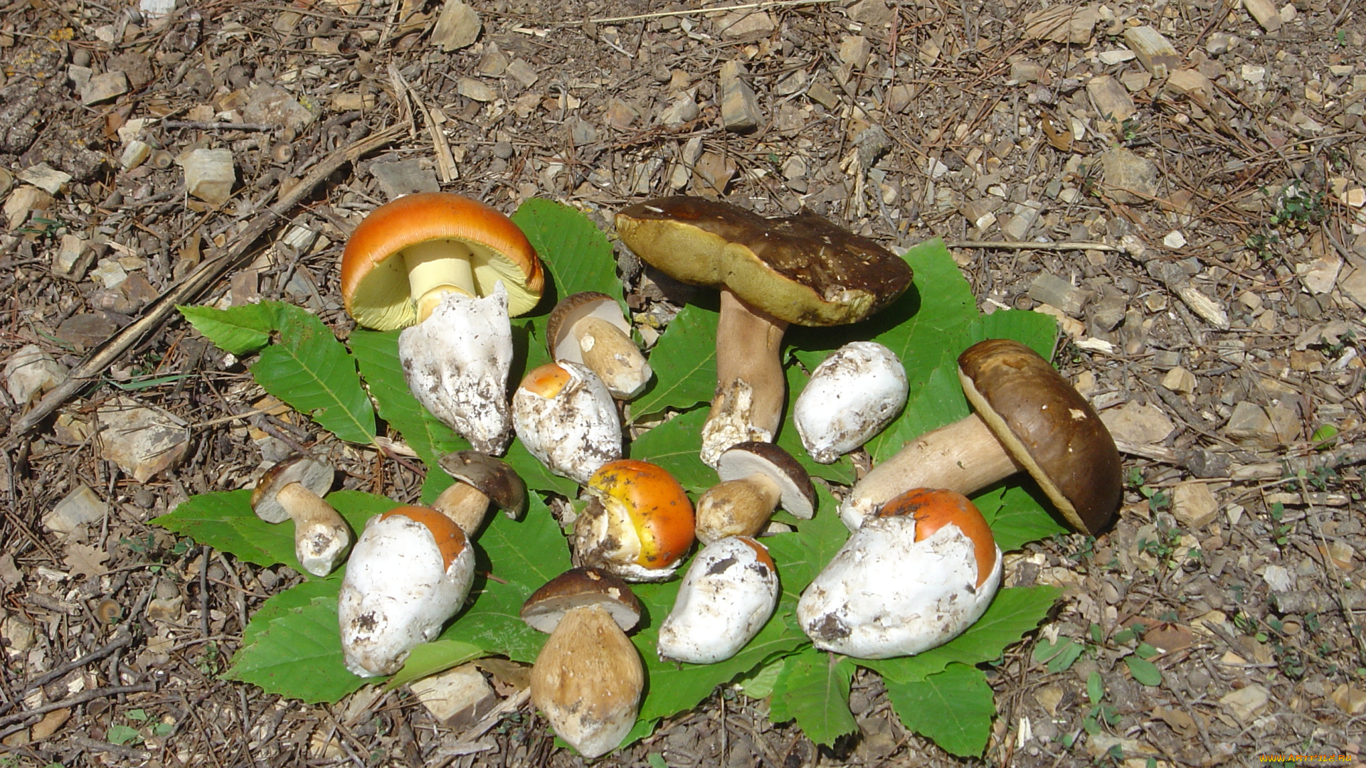 еда, грибы, грибные, блюда, листья