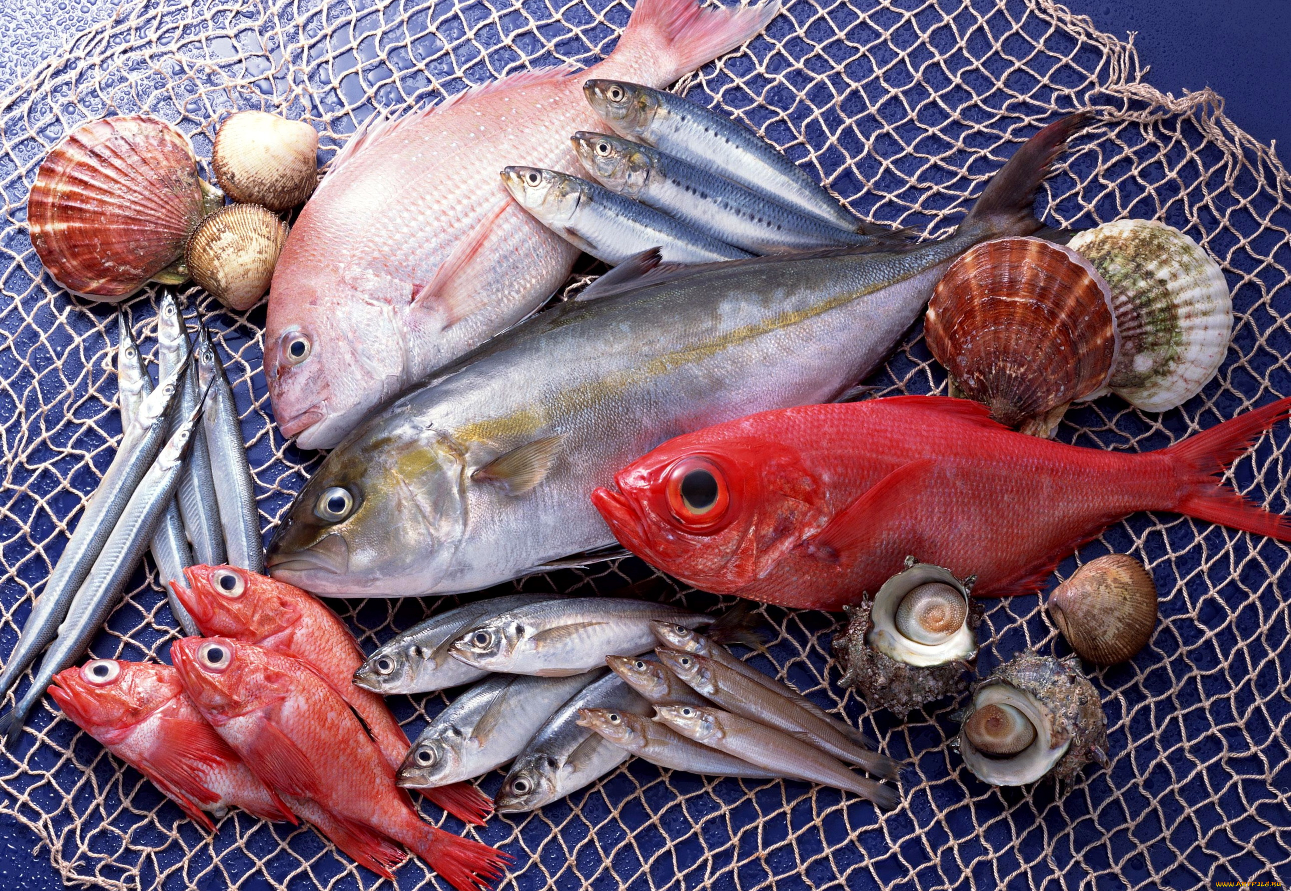 еда, рыба, морепродукты, суши, роллы, сеть, караси, ракушки