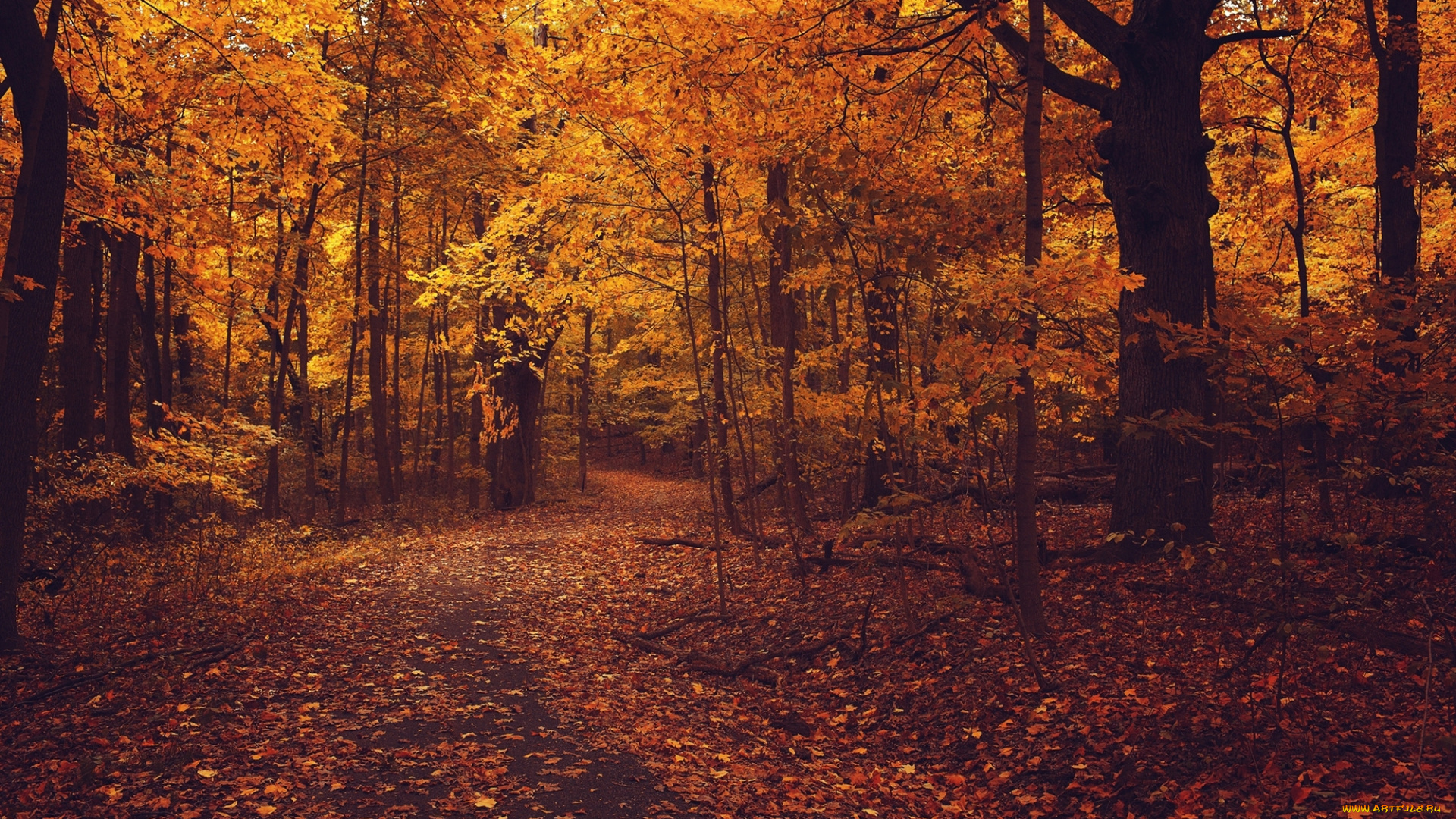 природа, лес, дорога, асфальт, осень, ветки, листва, деревья, оранжевые, листья, желтые