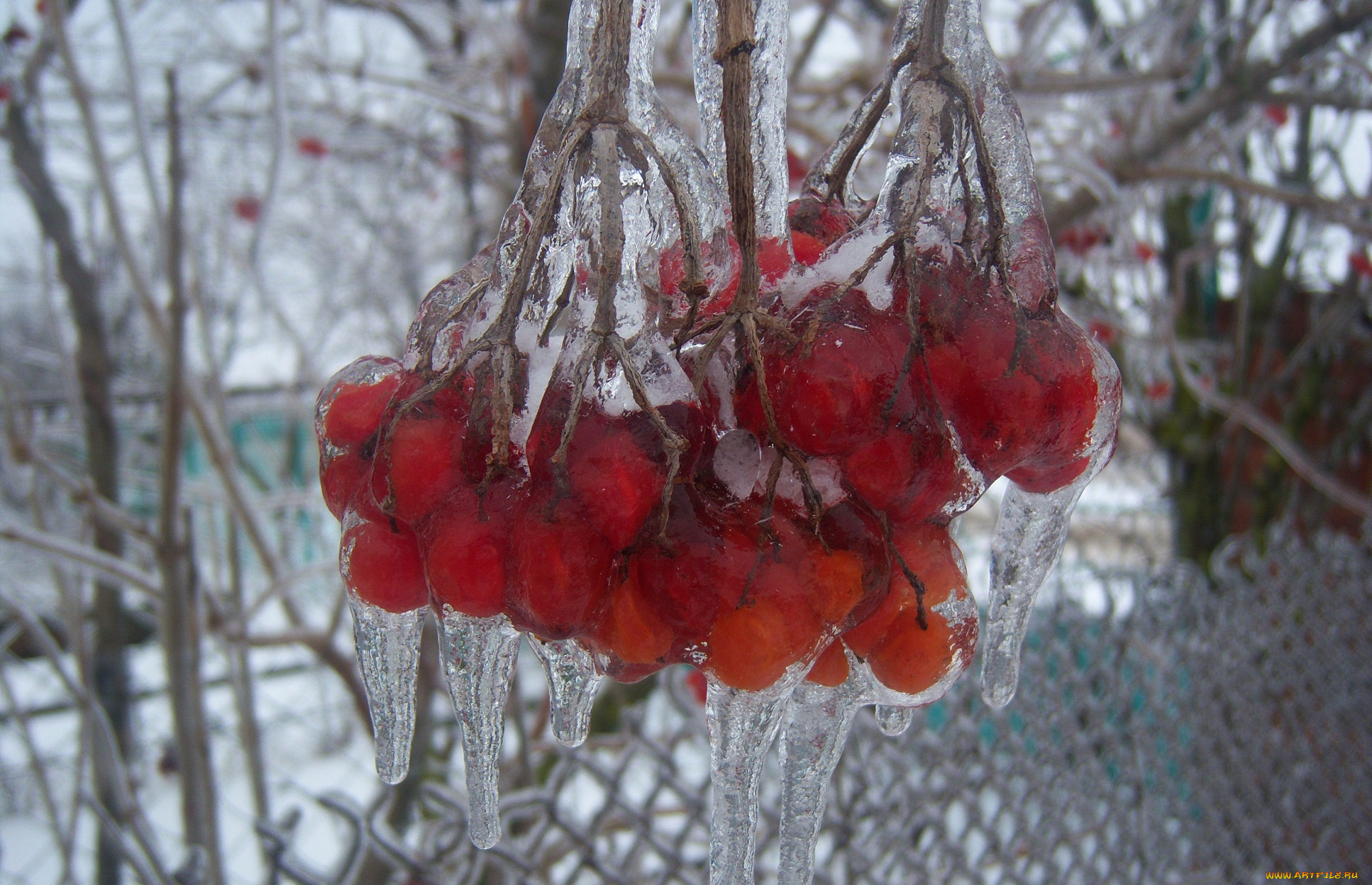 природа, Ягоды, калина, лёд