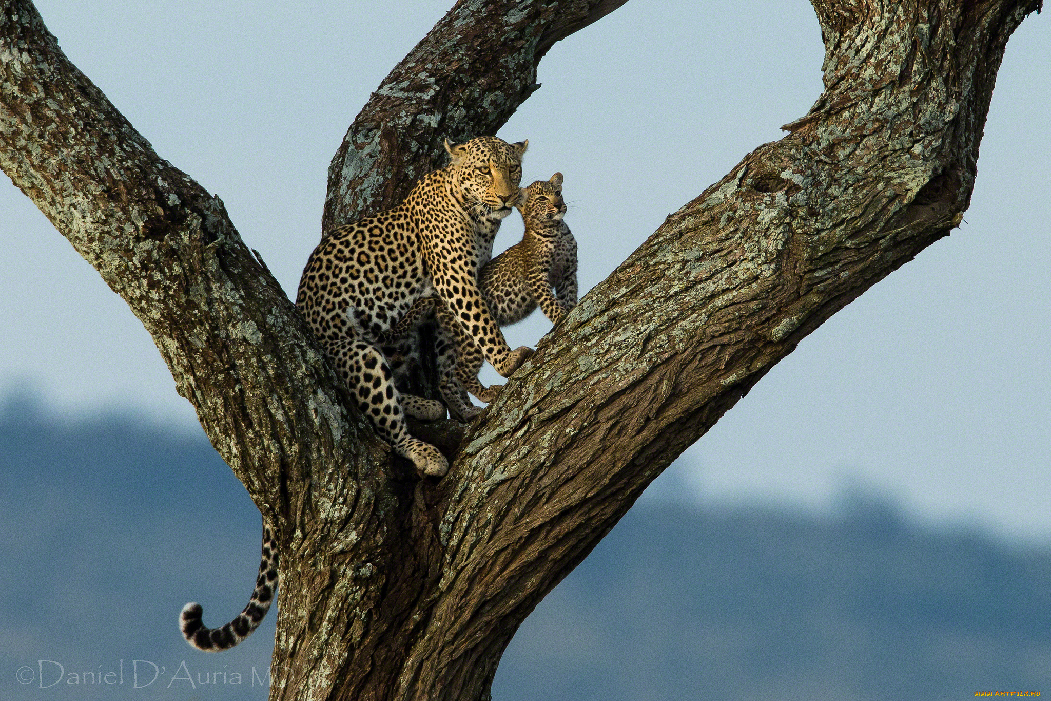 животные, леопарды, малыш, дерево, мама