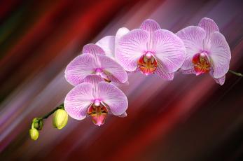 природа цветы орхидеи крупный план бесплатно