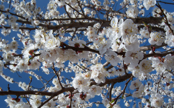 Картинка цветы цветущие деревья кустарники жерделя