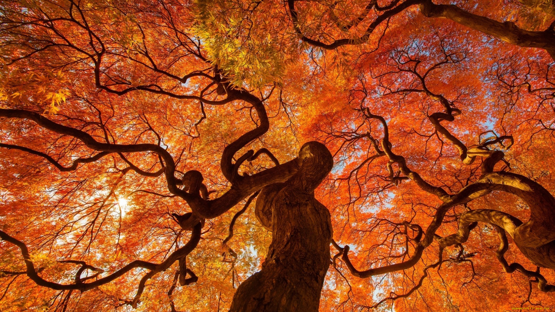 природа, деревья, ракурс, дерево, осень