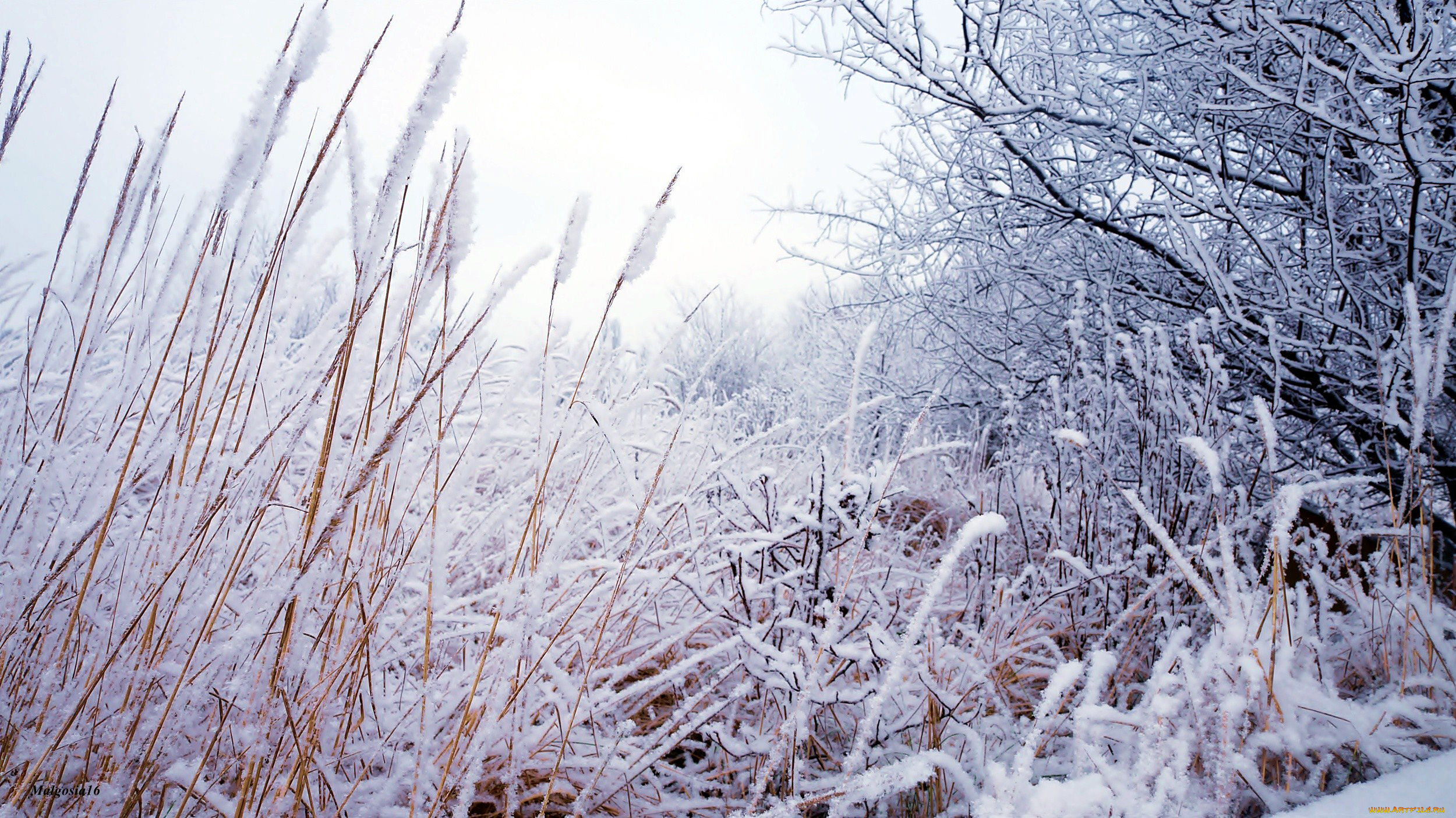 природа, зима, иней, снег, кусты