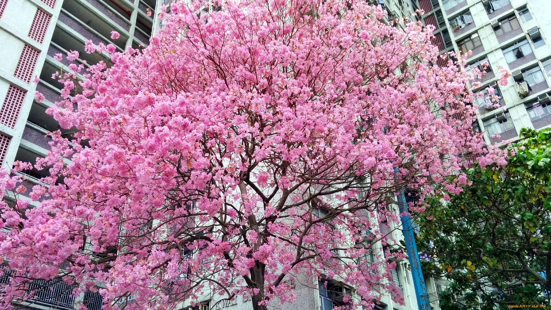 природа, деревья, цветение, весна
