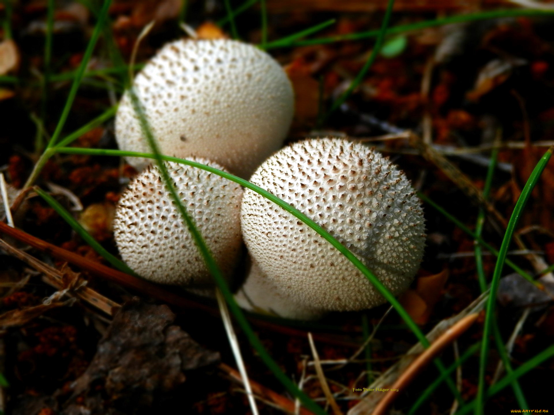 природа, грибы, жемчужный, дождевик