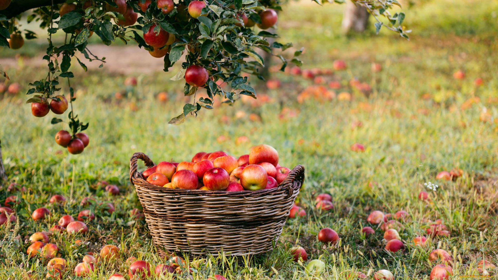 еда, яблоки, корзина, урожай, сад