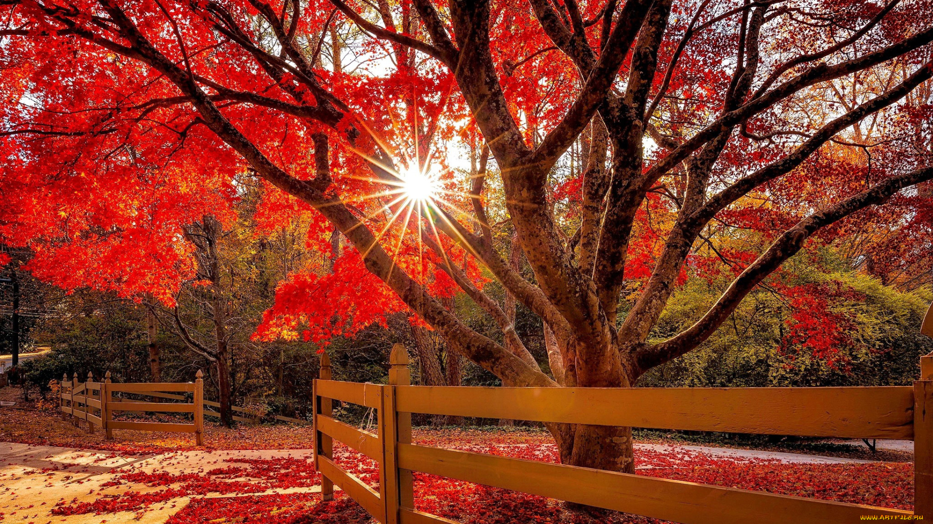природа, деревья, дерево, осень, листопад