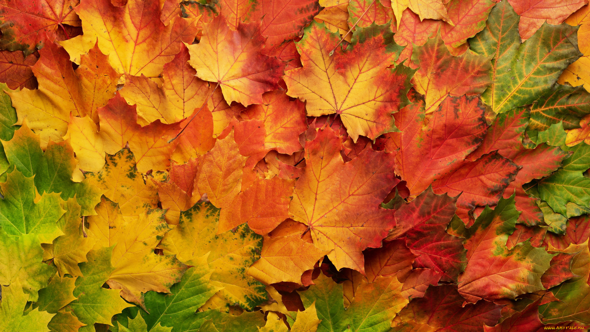 природа, листья, осень, яркие