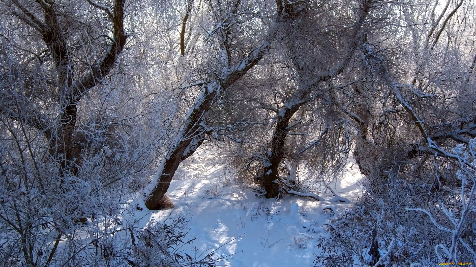 природа, зима, снег, лес, иней