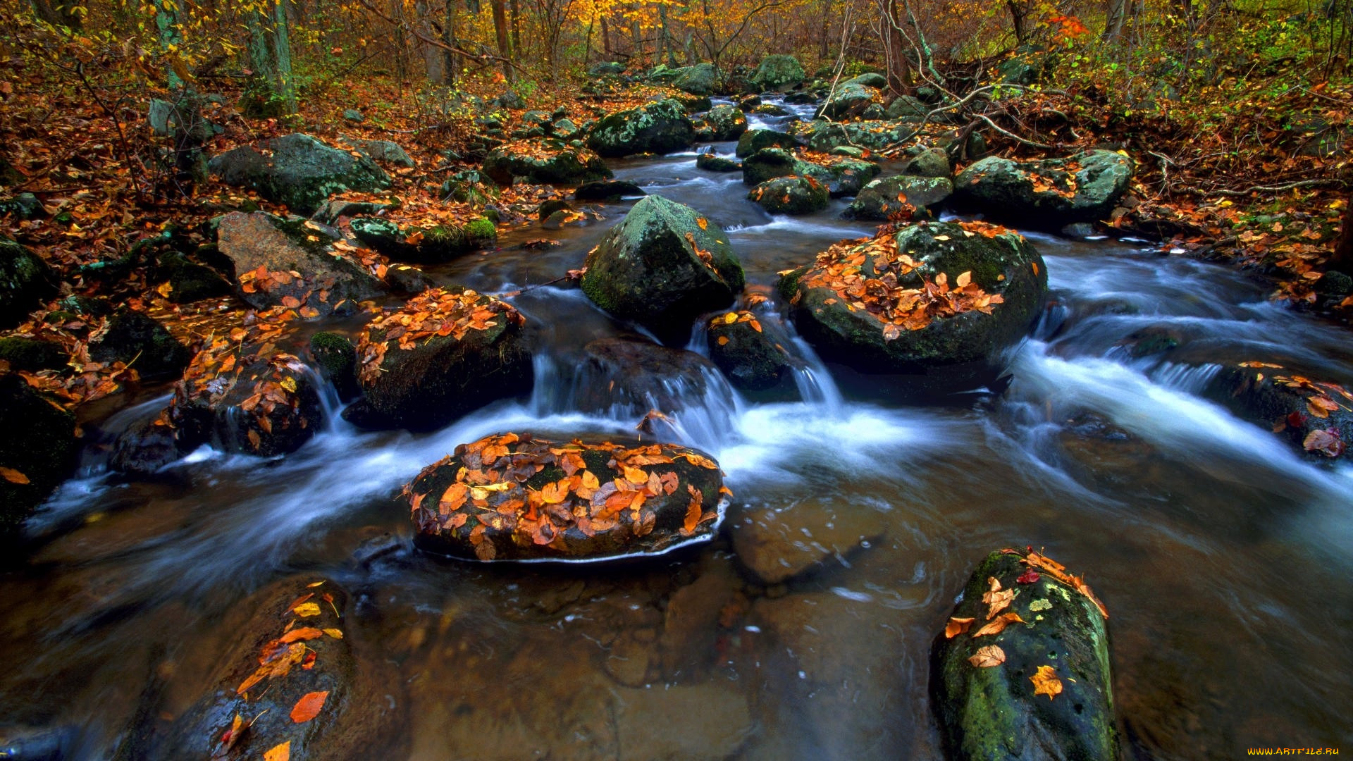 природа, реки, озера, лес, деревья, листья, осень, камни, ручей
